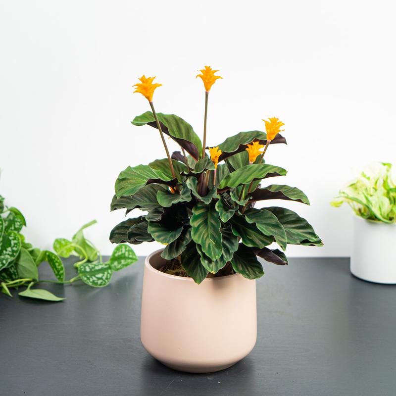 Rozmnażanie Calathea Crocata metody