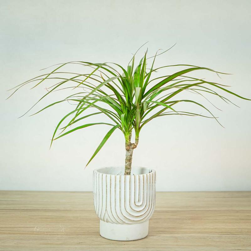 Rozmnażanie draceny angustifolia