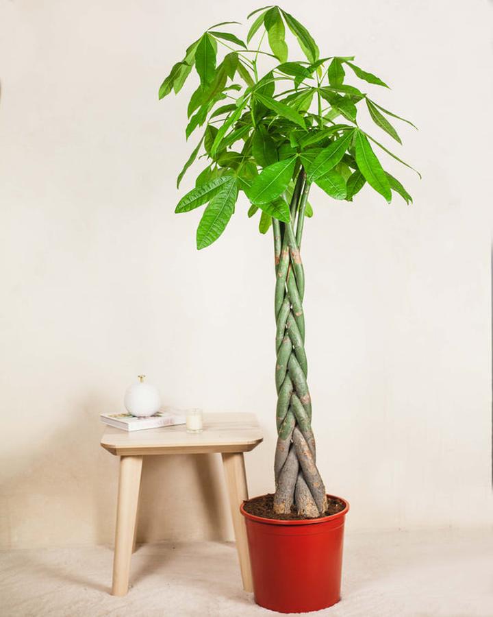 Rozmnażanie pachiry wodnej