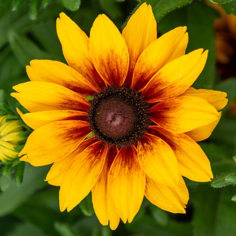 Rozmnażanie rudbekii