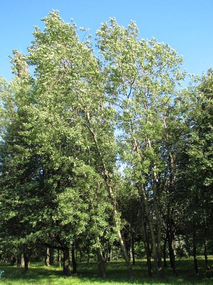 Różnice i identyfikacja osiki i topoli drżącej