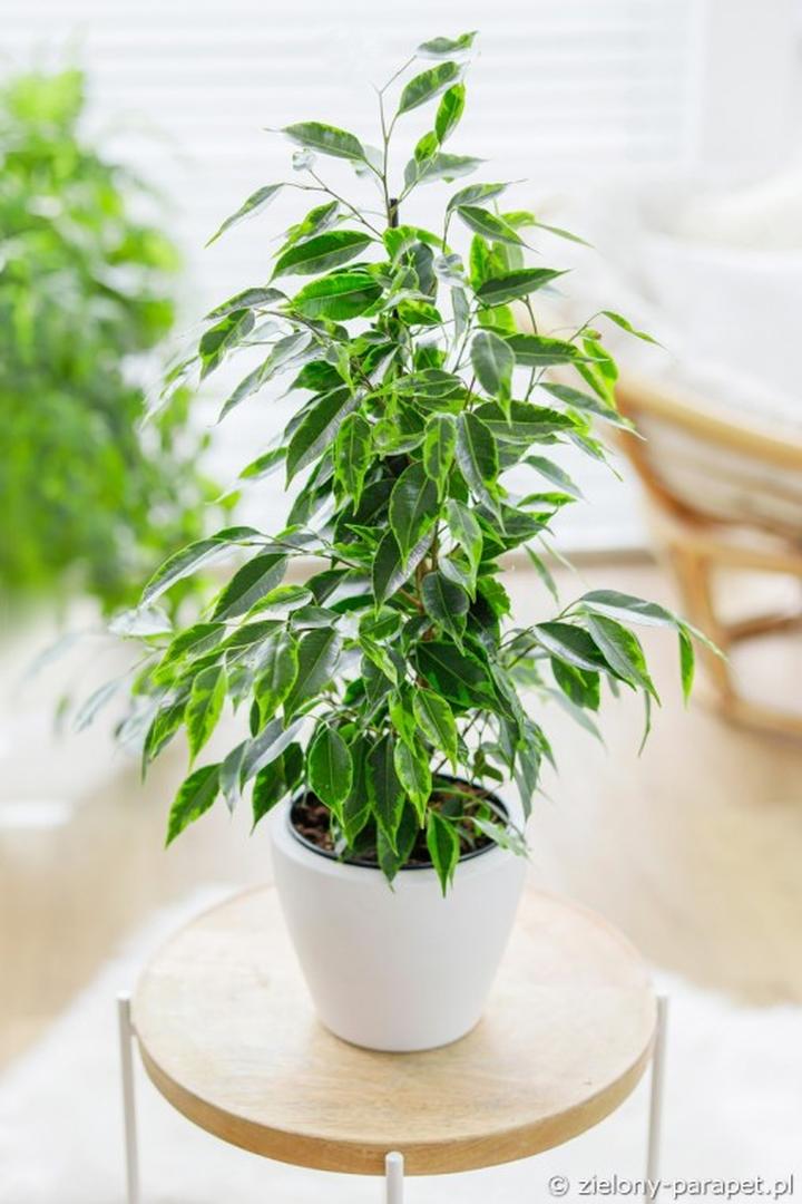 Sadzenie fikusa beniamina