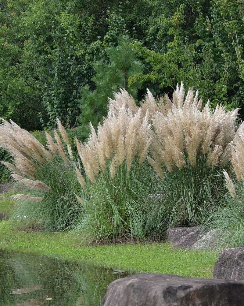 Sadzenie trawy pampasowej