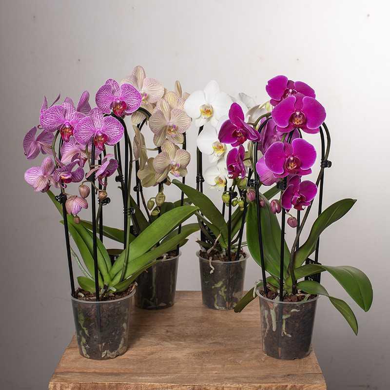 Storczyki w leśnym słoiku