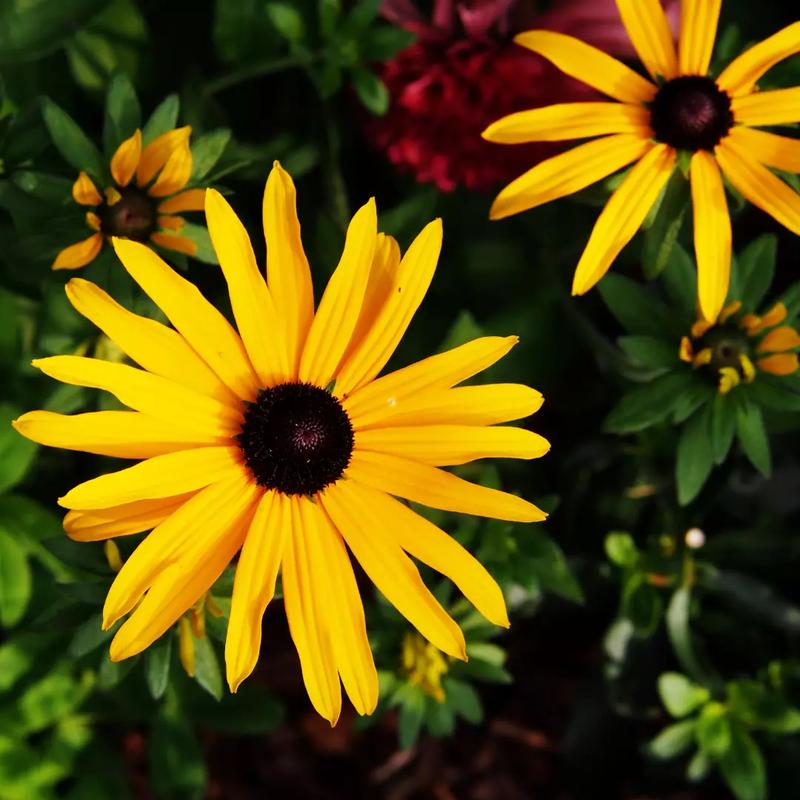 Symbolika żółtych kwiatów