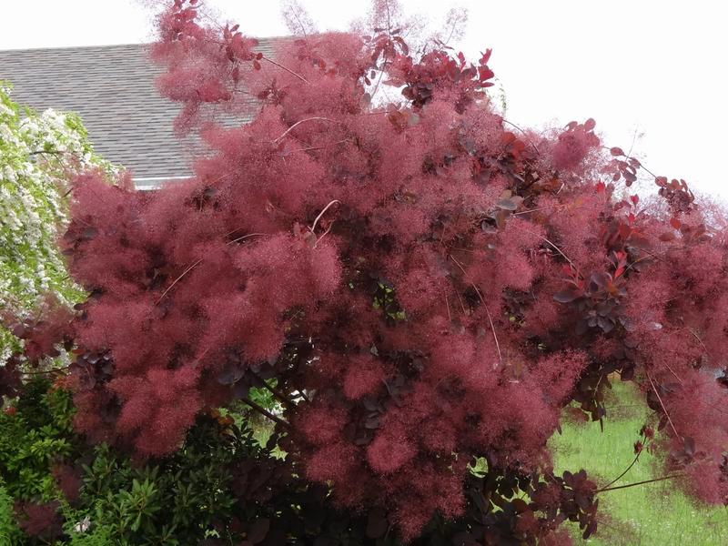 Techniki cięcia perukowca