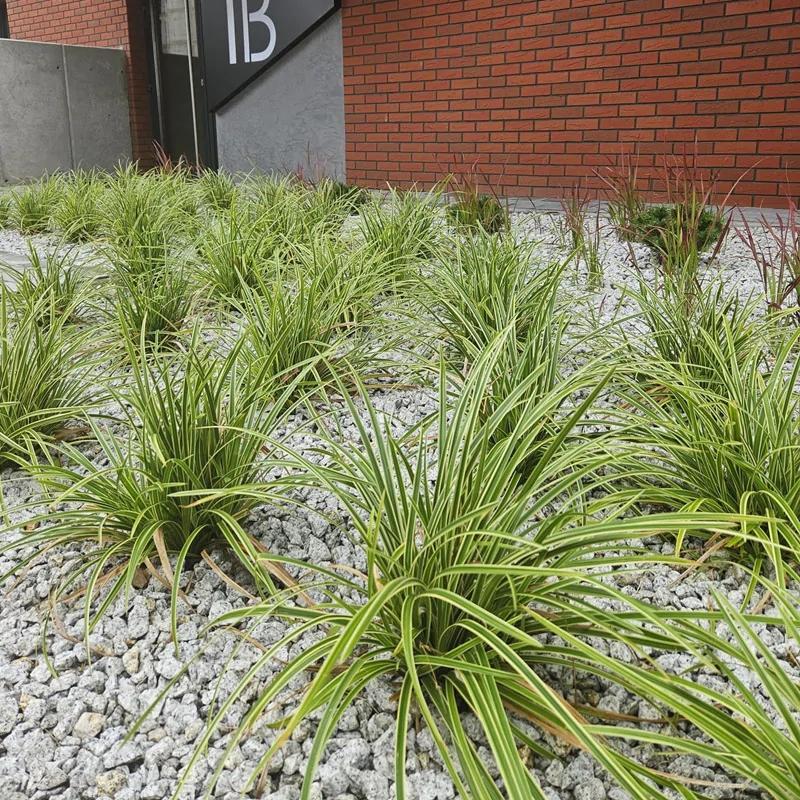 Trawy ozdobne do cienia