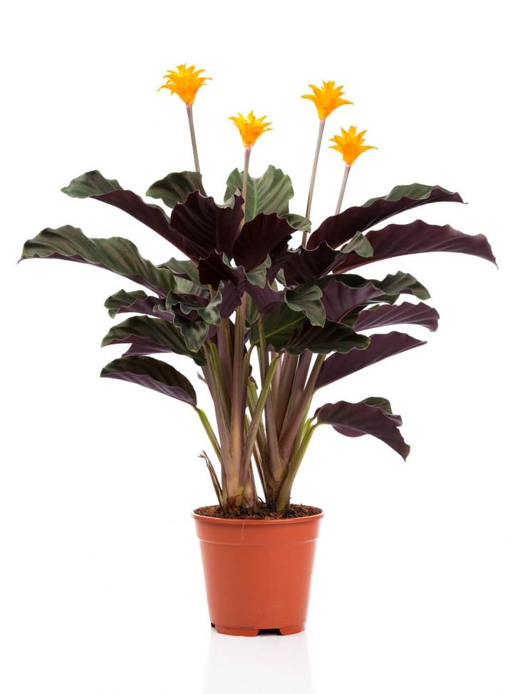 Typowe problemy Calathea Crocata i rozwiązania