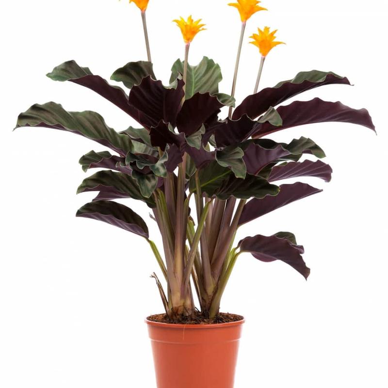 Uprawa Calathea Crocata w domu
