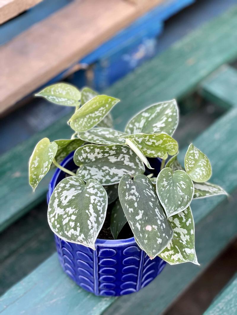 Uprawa Scindapsus w domu