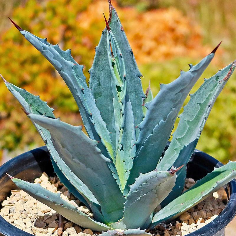 Uprawa agawy w ogrodzie