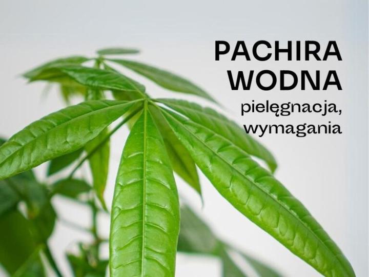 Uprawa pachiry w domu