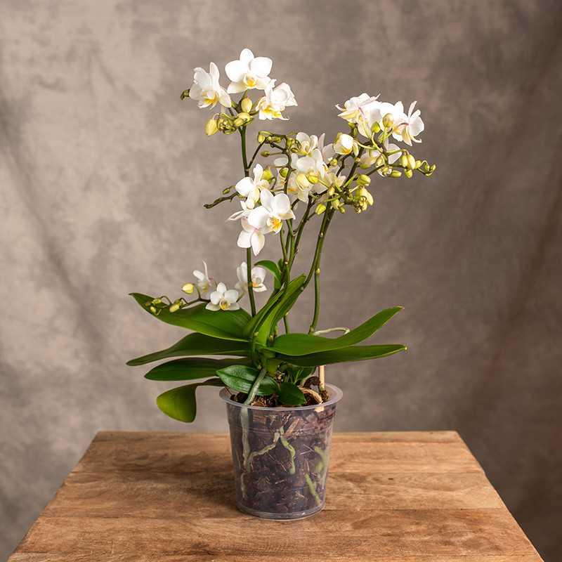 Uprawa storczyków w terrarium