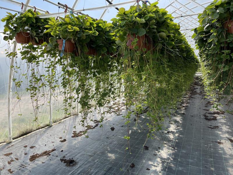 Uprawa truskawek w ogrodzie