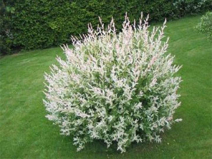 Uprawa wierzby japońskiej