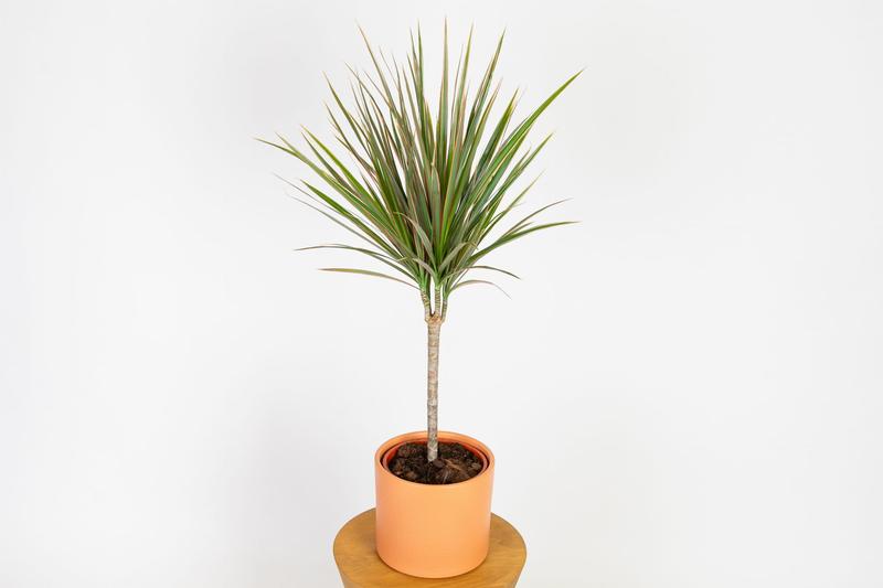 Warunki świetlne i temperaturowe draceny