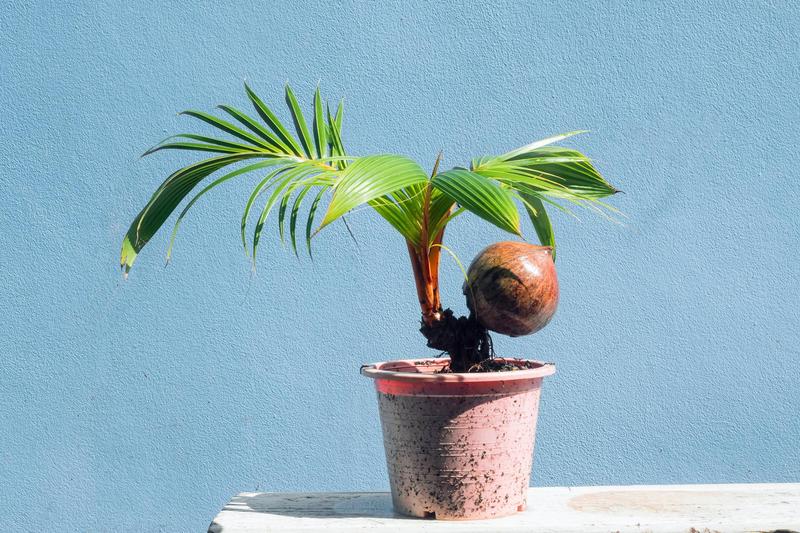 Warunki świetlne i temperaturowe palmy kokosowej