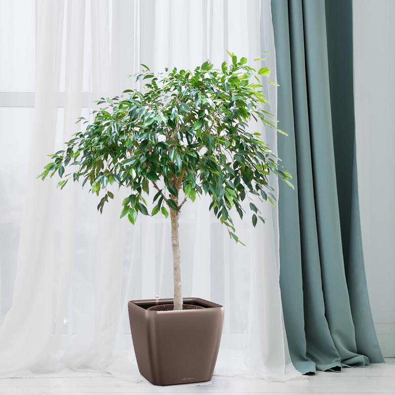 Warunki uprawy fikusa beniamina