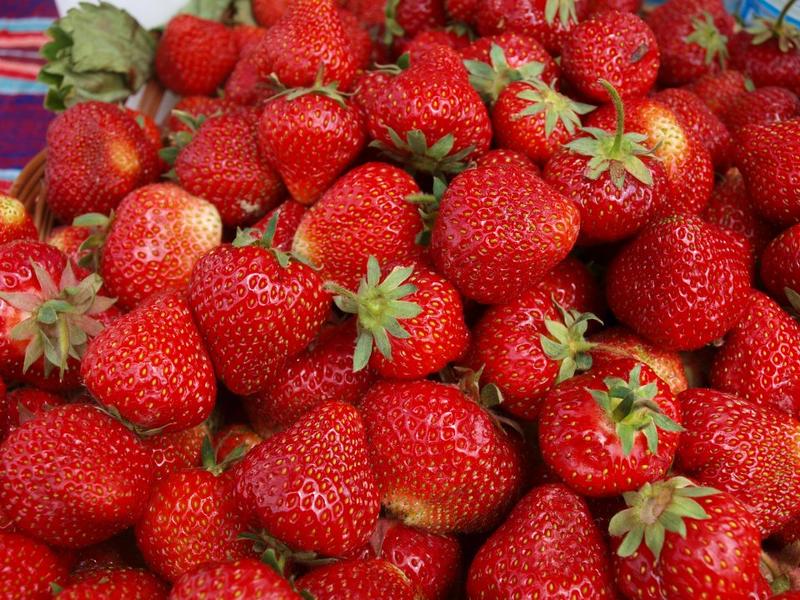 Warunki uprawy truskawek