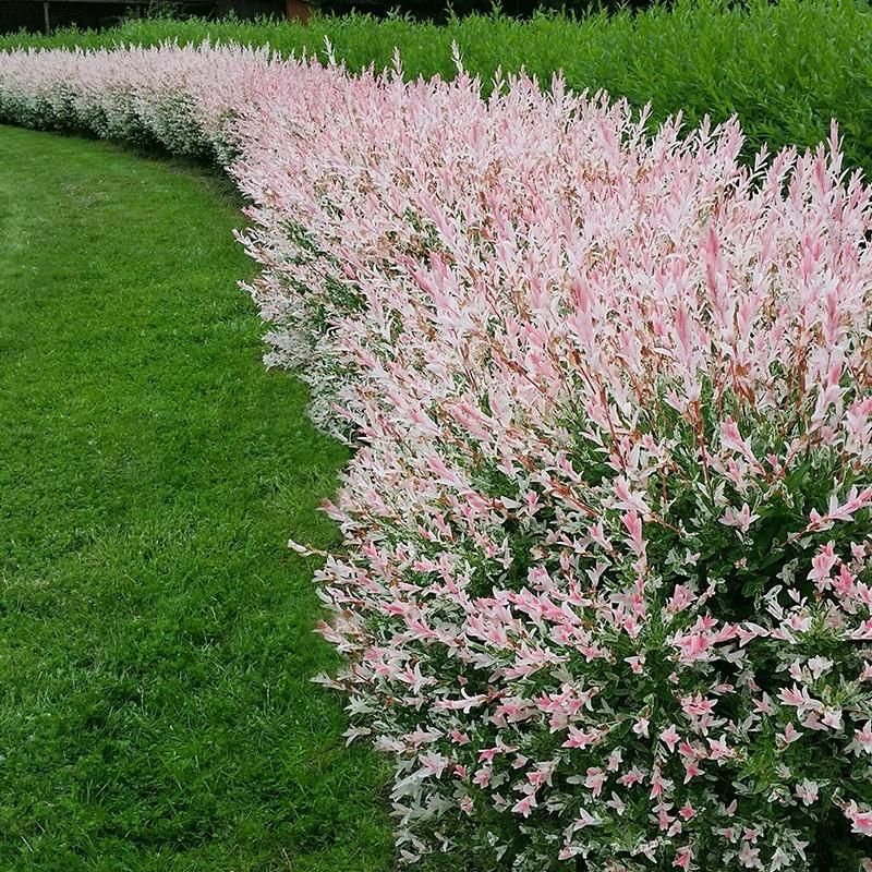 Wierzba Hakuro Nishiki przycinanie i formowanie