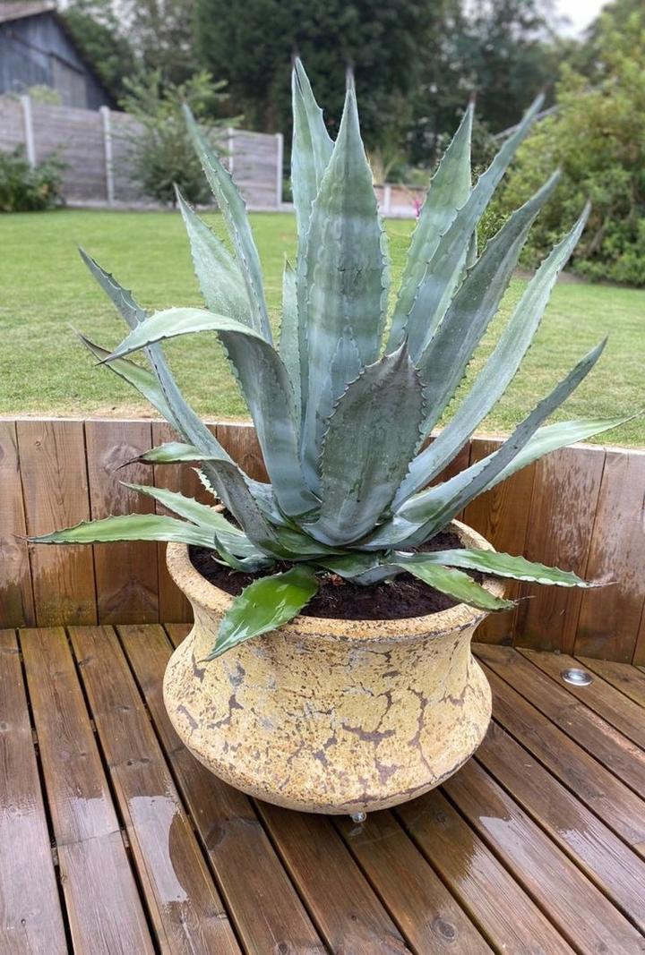 Właściwości zdrowotne agawy w diecie