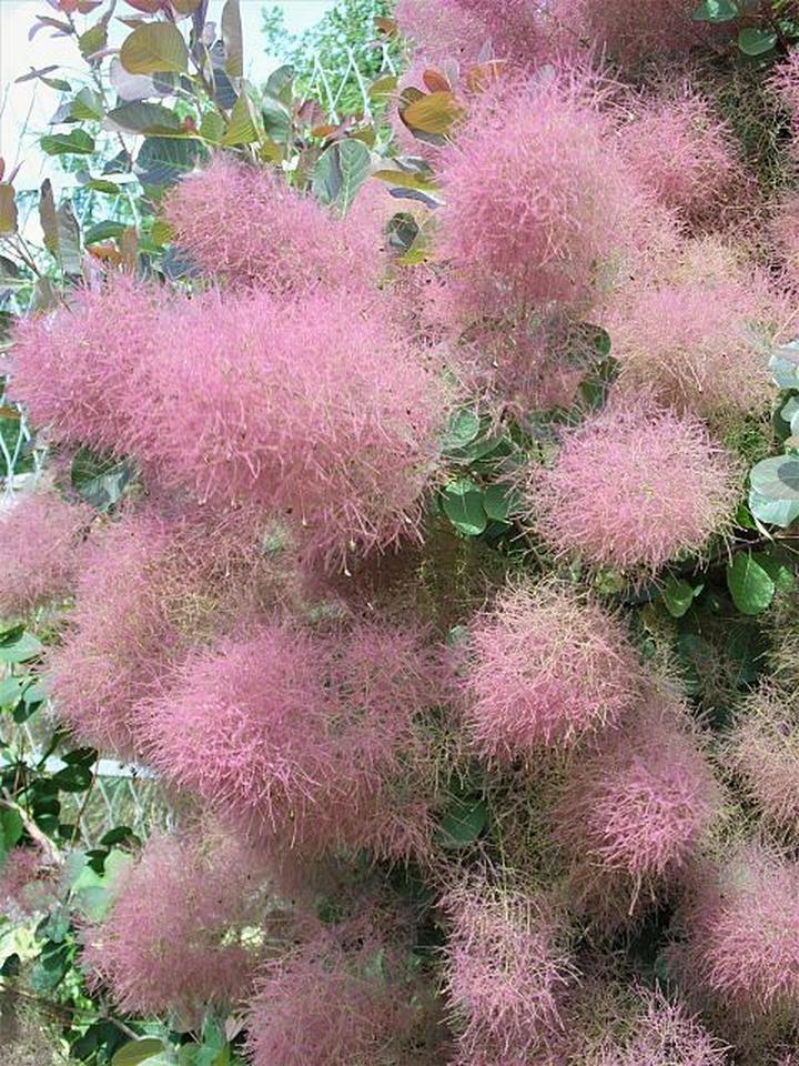 Wpływ cięcia na zdrowie perukowca