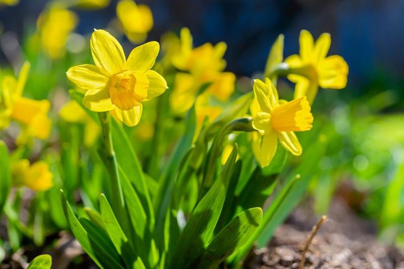 Wpływ żółtych kwiatów na nastrój