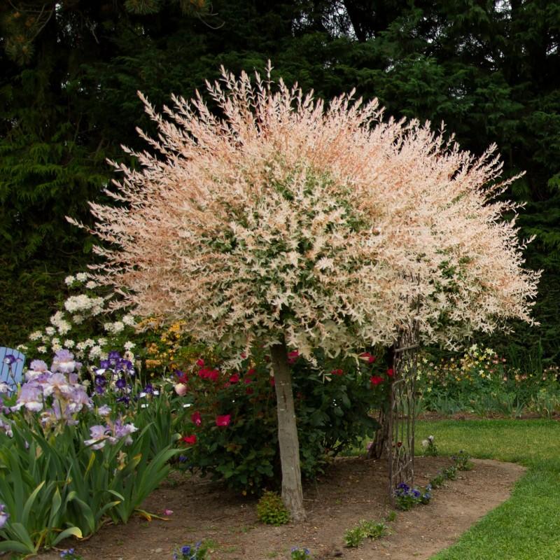 Wymagania glebowe i środowiskowe wierzby japońskiej