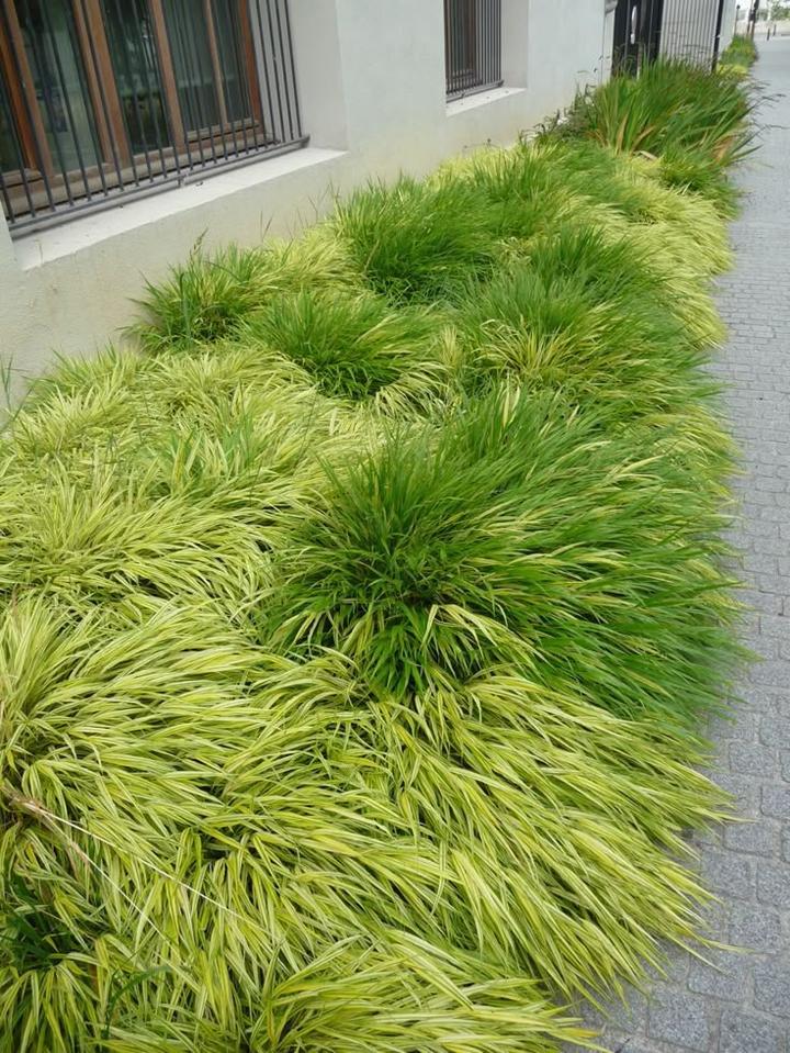 Wymagania uprawowe traw w cieniu