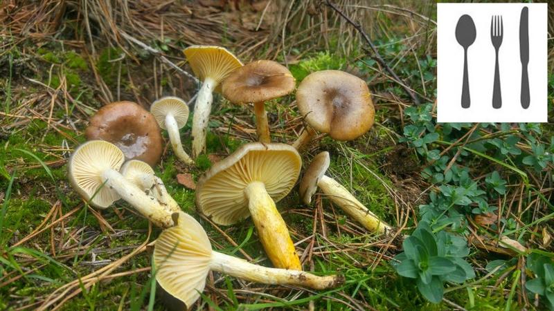 Występowanie i ekosystemy grzybów