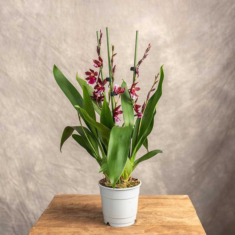 Zamknięty ekosystem słoika