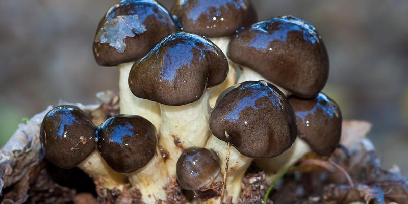 Zastosowanie kulinarne i medyczne grzybów