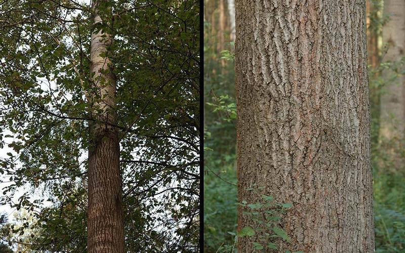 Zjawisko drżenia osiki i topoli drżącej