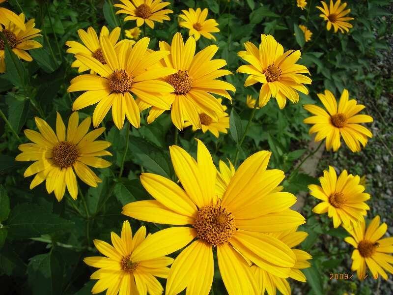 Znaczenie żółtych kwiatów