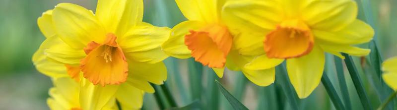 Żółte kwiaty w ogrodnictwie