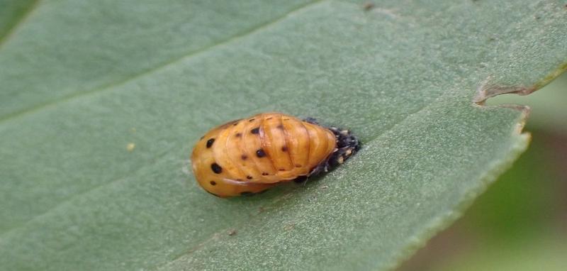 Zwalczanie larw biedronki