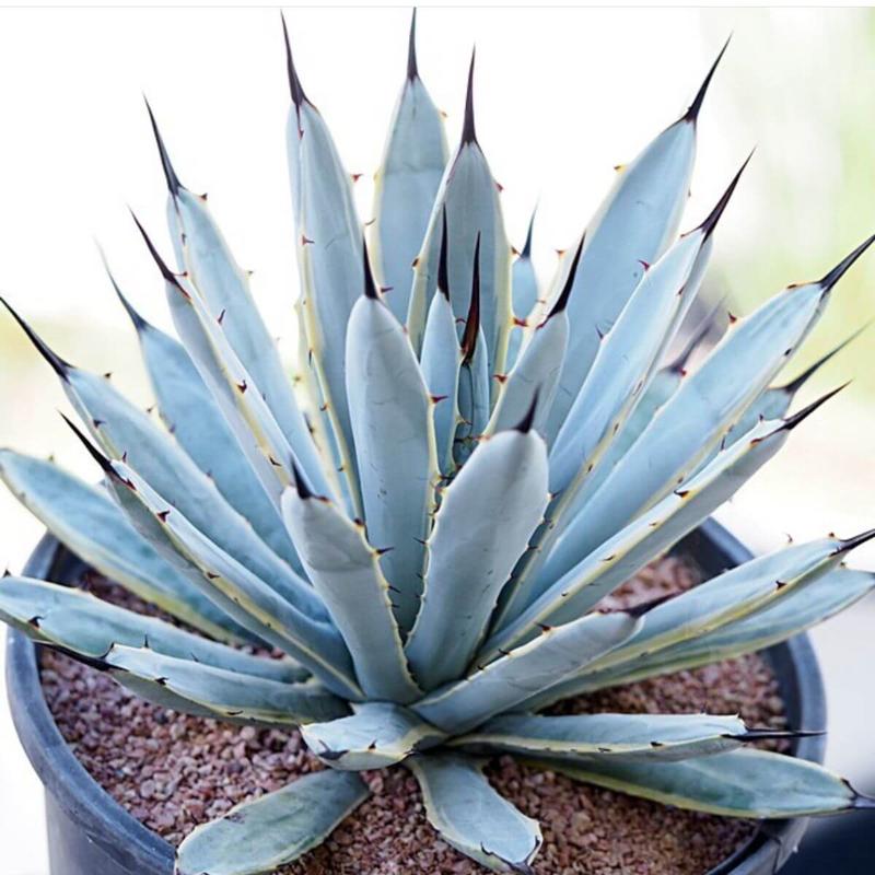 Agawa – jak ją uprawiać i pielęgnować? Odkryj właściwości i sprawdź, czy są trujące odmiany!