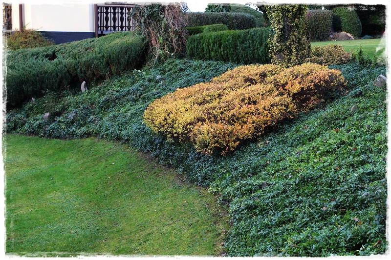 Co posadzić na skarpie w ogrodzie? Najlepsze rośliny na skarpy, które zachwycą!