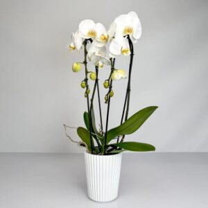 Czy storczyk znajdzie swoje miejsce w leśnym słoiku?