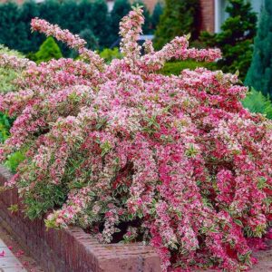 Idealne sąsiedztwo: Co posadzić obok krzewuszki cudownej w Twoim ogrodzie?