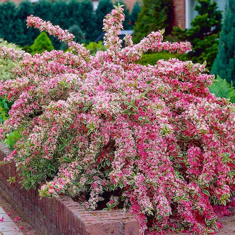 Idealne sąsiedztwo: Co posadzić obok krzewuszki cudownej w Twoim ogrodzie?