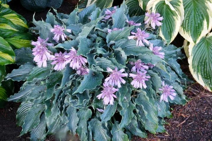 Idealne towarzystwo – co posadzić obok funkii, aby stworzyć harmonijne sąsiedztwo dla hostii?