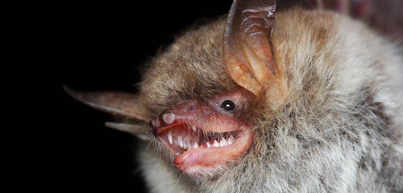 Jak skutecznie pozbyć się nietoperzy i co je odstrasza?