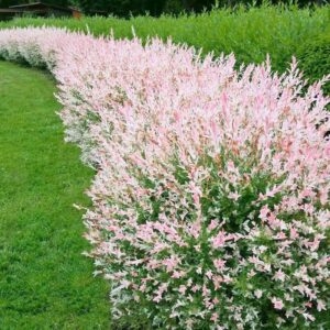 Jak skutecznie uprawiać wierzby japońskie, w tym wierzba Hakuro Nishiki?