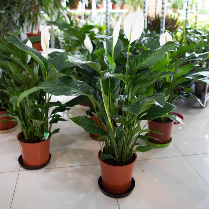 Jak uratować skrzydłokwiat, który marnieje i nie kwitnie? Sprawdź, co zrobić, gdy żółknie lub wysycha!