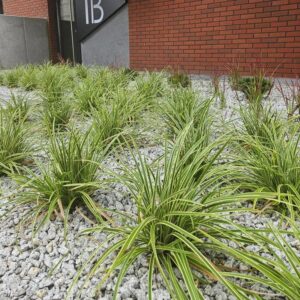 Jakie gatunki traw ozdobnych do cienia wybrać do swojego ogrodu?