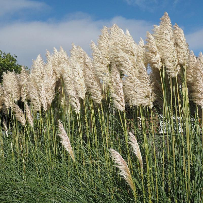Kiedy trawa pampasowa znów ożywa po zimie? Czas na wiosenne przygotowania!