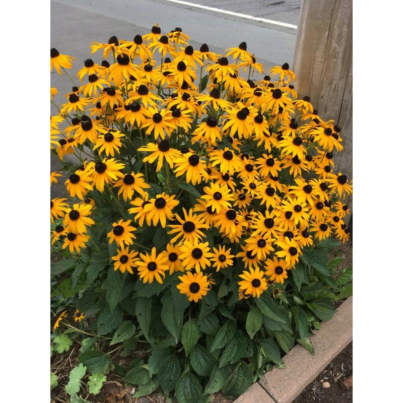 Rudbekia w ogrodzie – jak skutecznie uprawiać, pielęgnować i zimować te piękne kwiaty