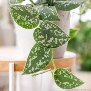 Scindapsus – różnorodność odmian, tajniki uprawy i pielęgnacji tej wyjątkowej rośliny