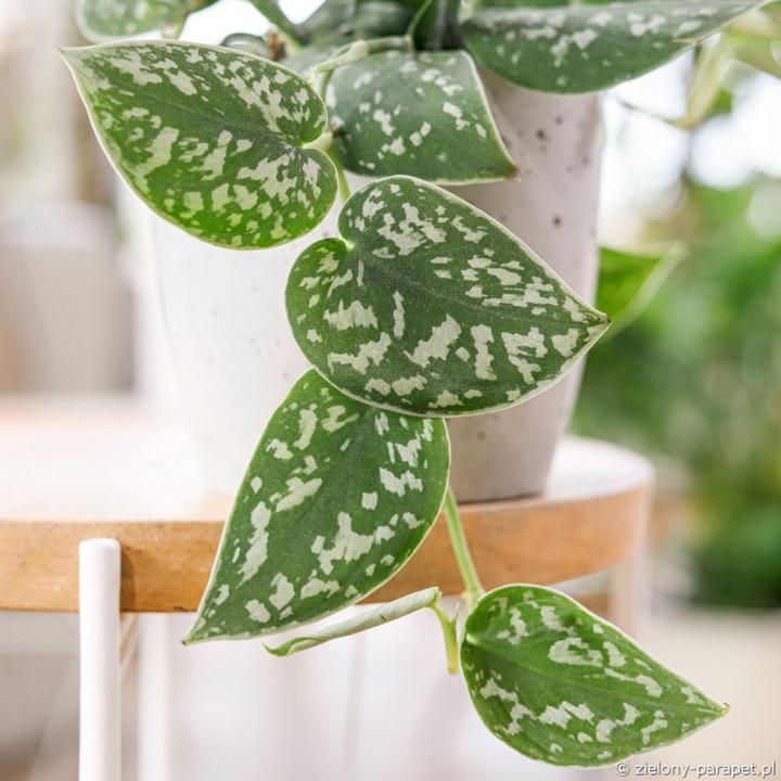 Scindapsus – różnorodność odmian, tajniki uprawy i pielęgnacji tej wyjątkowej rośliny